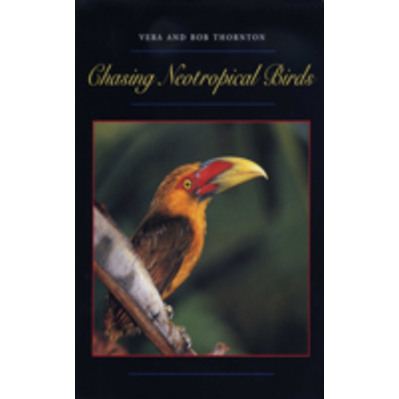 chasing neotropical birds