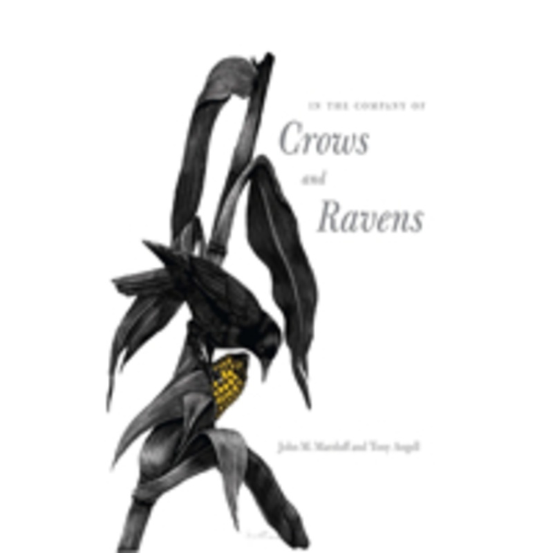 in the company of crows and ravens